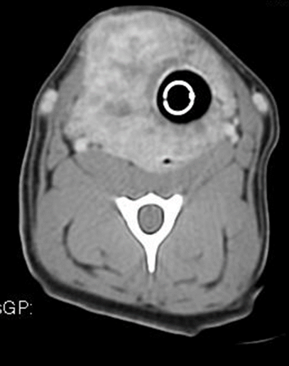 The Pet Oncologist Vet Oncologist Online Thyroid Cancer in Dogs